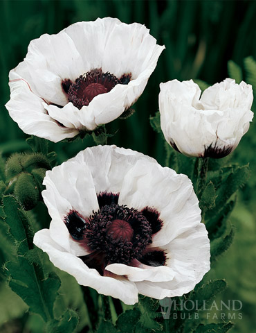 Perry's White Oriental Poppy