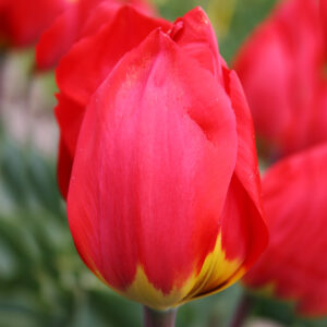 Red Revival Single Early Tulips