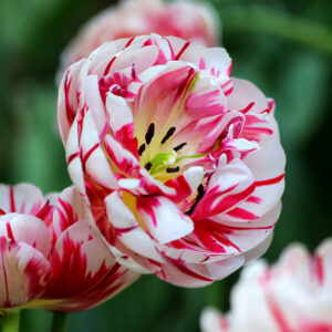 Carnival de Nice Tulip