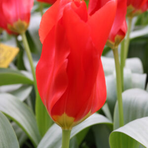 Red Emperor Tulips