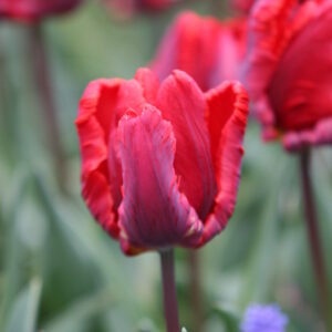 Rococo Parrot Tulip