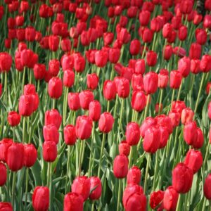 Sky High Scarlet Single Late Tulip