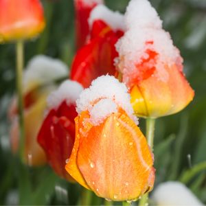 Tulip Flower with Snow 