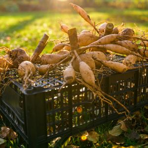 Dahlia tubers