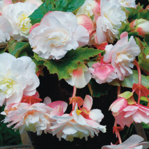 Angelique Begonia