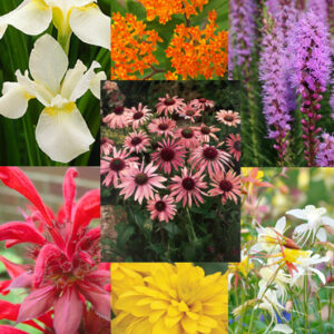 Perennial Butterfly Garden Collection