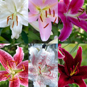 Jumbo Fragrant Lily Collection