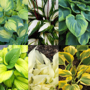 Hosta Collector Garden