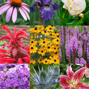 Perennial Cutflower Garden