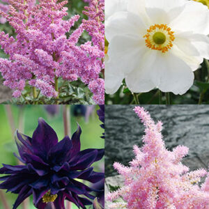 Part Sun Perennial Garden Collection