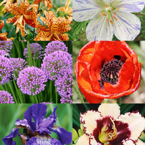 Sunny Blooms Spring Through Summer Perennial Garden