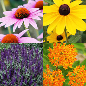 Perennial Garden for Sun that is Deer Resistant