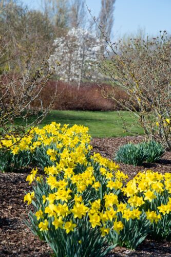 Spring BLooming Flowers